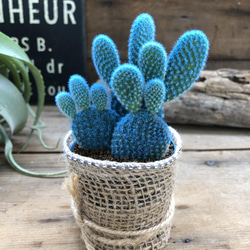 水色バニーカクタス♡ウサギの耳のサボテン♡可愛い アートフラワー