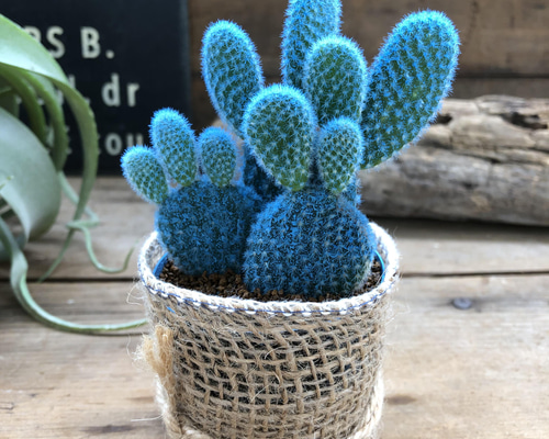 水色バニーカクタス♡ウサギの耳のサボテン♡可愛い アートフラワー