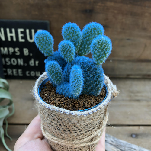 水色バニーカクタス♡ウサギの耳のサボテン♡可愛い アートフラワー
