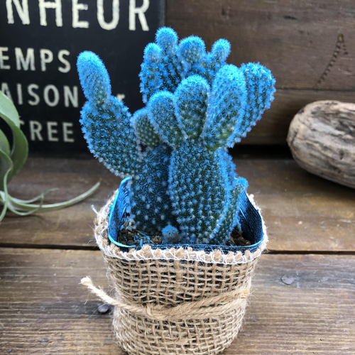 水色バニーカクタス♡ウサギの耳のサボテン♡可愛い アートフラワー