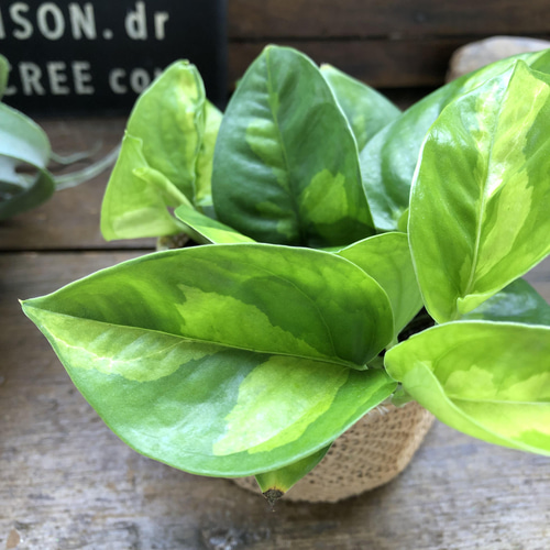 ポトス♡グローバルグリーン♡最新品種♡観葉植物♡インテリア アート 