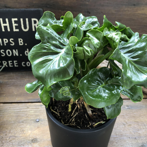 スーパーアトム♡希少♡矮性♡セローム♡観葉植物 アートフラワー パリ