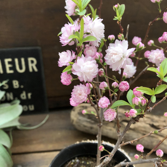 ニワザクラ♡ピンクの八重咲き♡春♡庭ザクラ♡ガーデニング♡可愛い 5枚目の画像