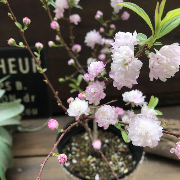 ニワザクラ♡ピンクの八重咲き♡春♡庭ザクラ♡ガーデニング♡可愛い 11枚目の画像