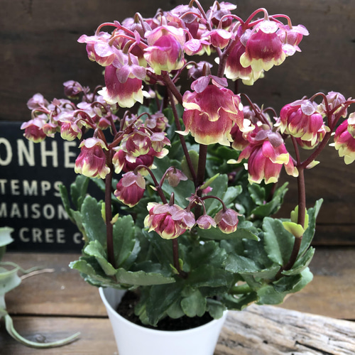 八重咲き♡ドリーQ2♡新品種♡八重咲きウェンディー♡カランコエ