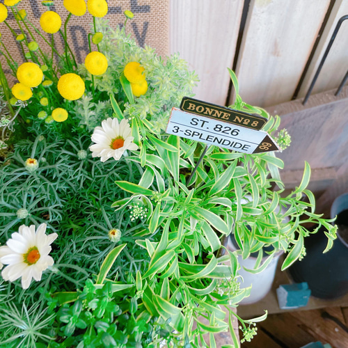 現品！春の寄せ植え♡【7種類ガーデニング】長く楽しめる優しいカラー