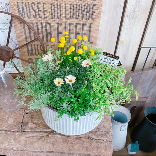 現品！春の寄せ植え♡【7種類ガーデニング】長く楽しめる優しいカラー