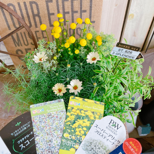 現品！春の寄せ植え♡【7種類ガーデニング】長く楽しめる優しいカラー