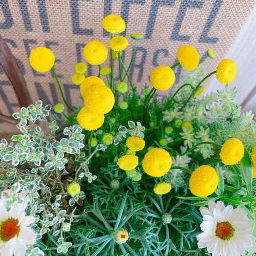 現品！春の寄せ植え♡【7種類ガーデニング】長く楽しめる優しいカラー