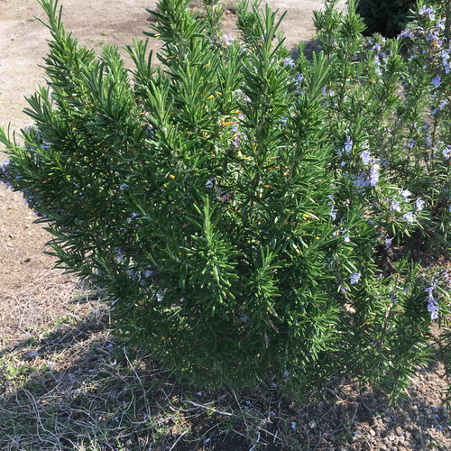 香り立つ無農薬 ローズマリーの太木35cm 木材・板 SyuArôme