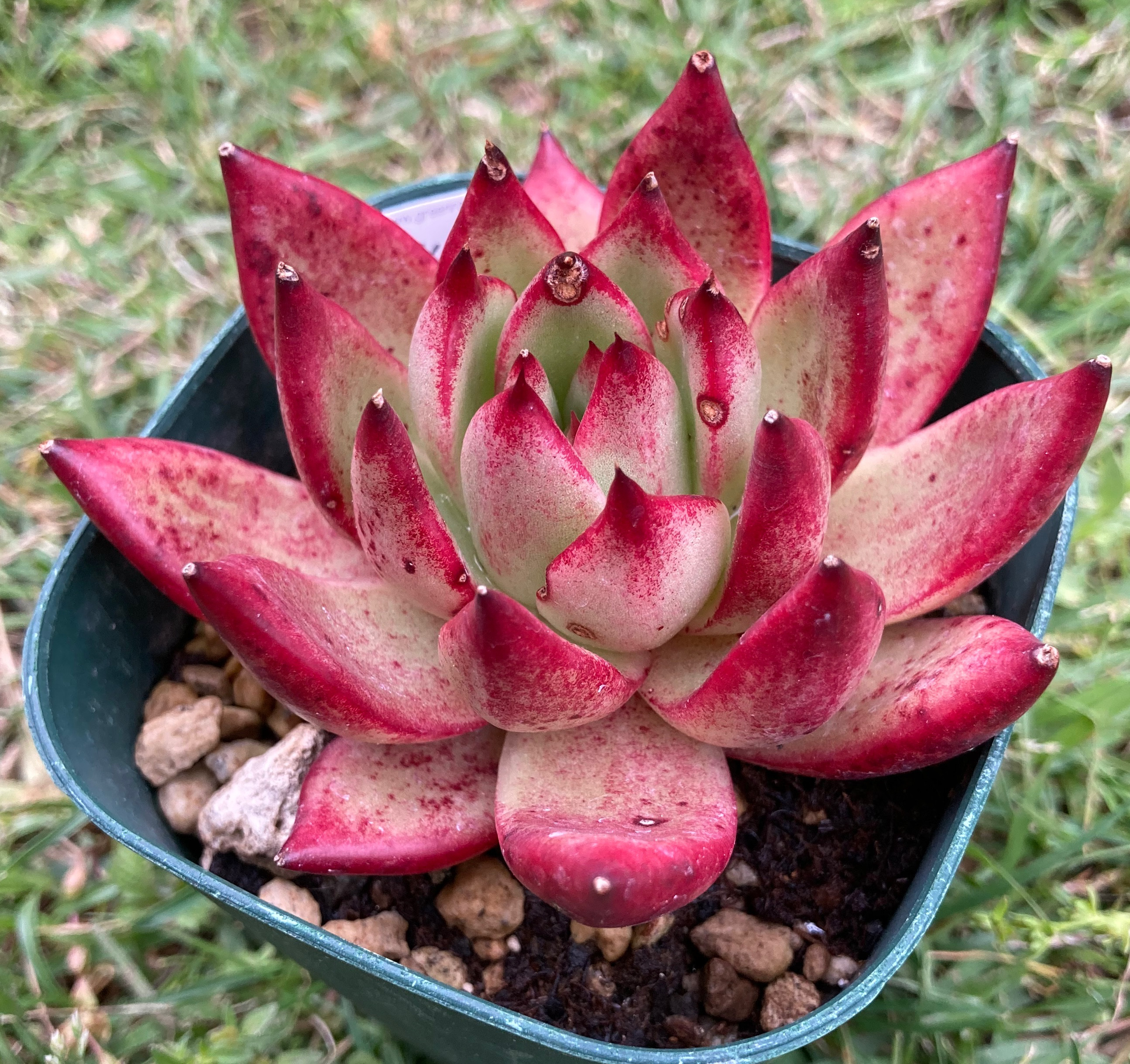 多肉植物♡可愛い紅稚児(^^)抜き苗 【公式通販】