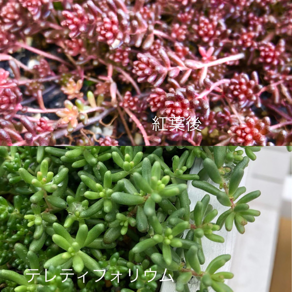 販売開始♡⃛多肉植物＊紅葉タイプ品種♡B＊カット苗 5枚目の画像