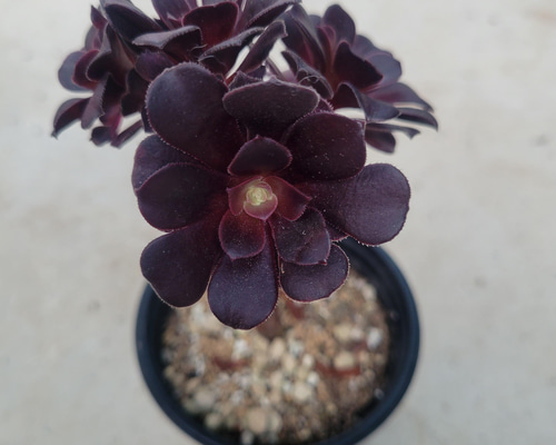 多肉植物❤アエオニウム❤レッドサラダボール❤1カット その他