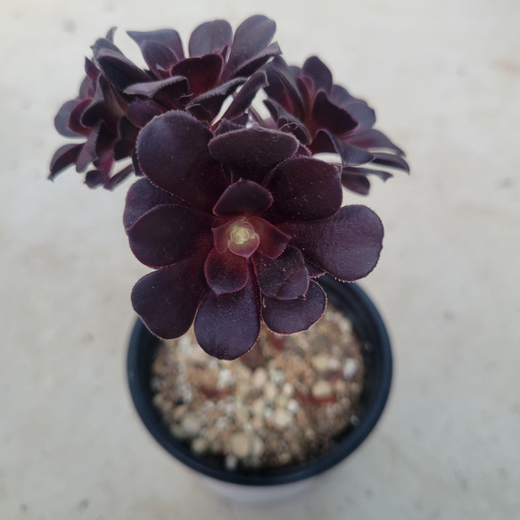 多肉植物❤アエオニウム❤レッドサラダボール❤1カット その他