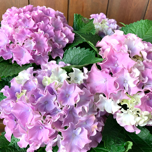 母の日ギフト】紫陽花 サーファー シーサイドピンク 5号 ロング