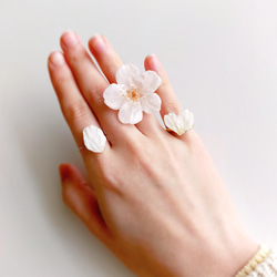 【ワケありな逸品】Everpink Sakura. 本物のお花　 桜の花びらのコイルリング 12号フリーサイズ 指輪 9枚目の画像