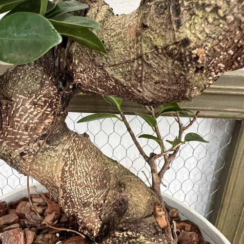 超希少❗️幹太曲がり❗️ガジュマル　昇り竜✨ Amazon.co.jp: PLANCHU 観葉植物 ガジュマル 昇り竜＆太幹 2鉢セット 8