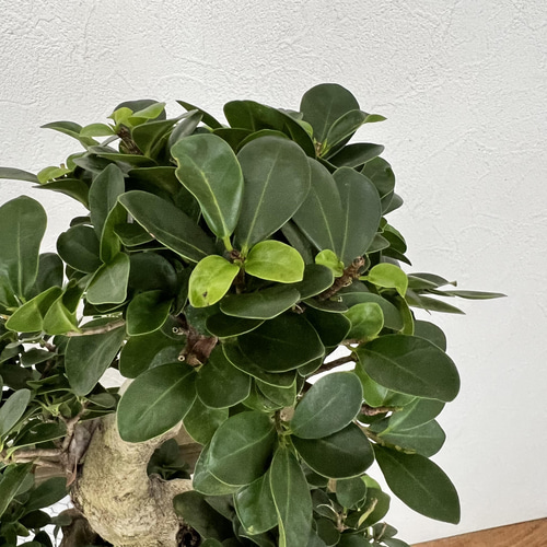 ガジュマル 昇竜 Ficus microcarpa | C STORE C