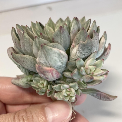 SOLD グリーンエメラルド錦 ② 群生 厳選韓国苗 名前付き 多肉植物 