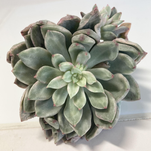 多肉・グリーンエメラルド美人錦・抜き苗 【公式通販】