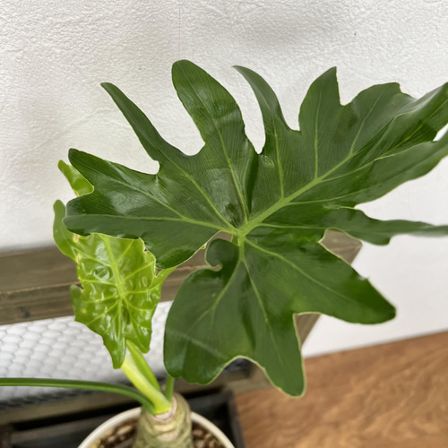 セローム 根上がり プレミア観葉植物 希少 アートフラワー