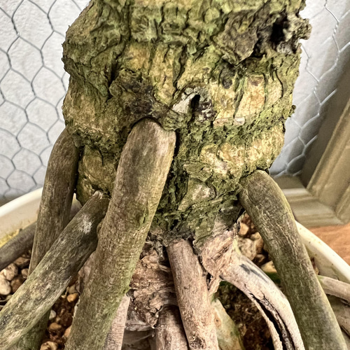 セローム 根上がり プレミア観葉植物 希少 アートフラワー オリーブ