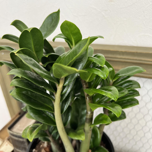 ザミオクルカス ドワーフ 矮性 プレミア観葉植物 希少 ザミオ