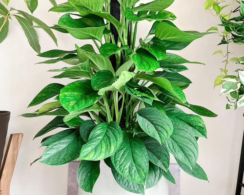 63b2d144411790a83d6faa1bea17c6