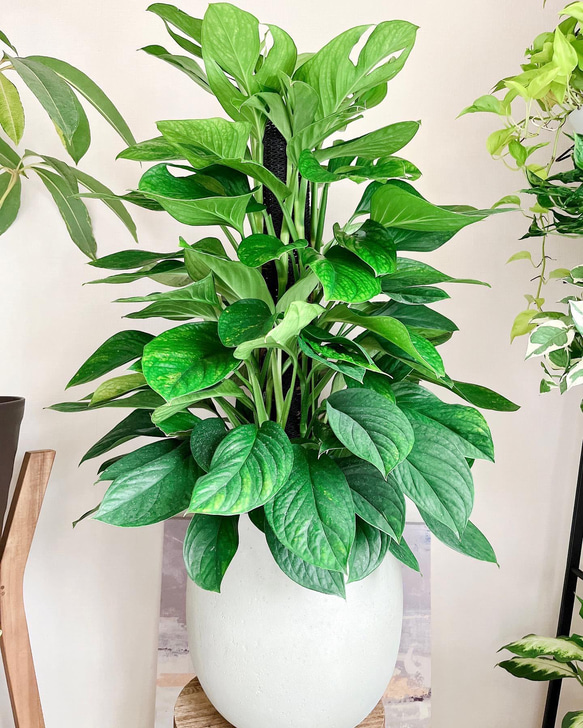 希少 モンステラ ジェイドシャトルコック○5寸○観葉植物 耐陰性