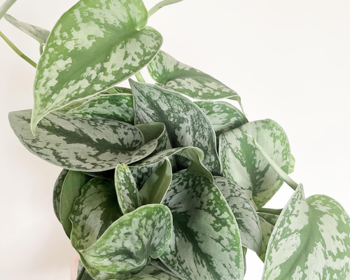 (専用商品)スキンダプサス　シルバーメタリック バクダパティ　A1 ザ・ファームセレクト]スキンダプサス：バクダパティ 3号ポット