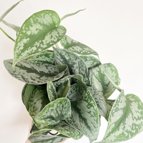 現品発送】希少 スキンダプサス オオシラフカズラ 5号鉢