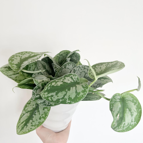 スキンダプサス シルバーメタリック 現品発送】希少 スキンダプサス オオシラフカズラ 5号鉢