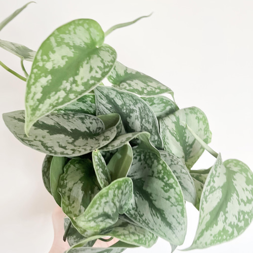 現品発送】希少 スキンダプサス オオシラフカズラ 5号鉢