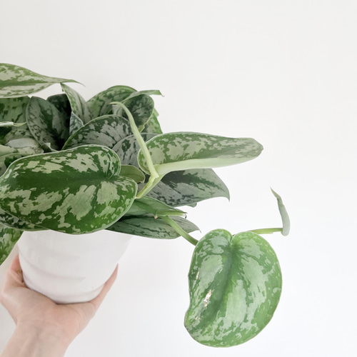 現品発送】希少 スキンダプサス オオシラフカズラ 5号鉢