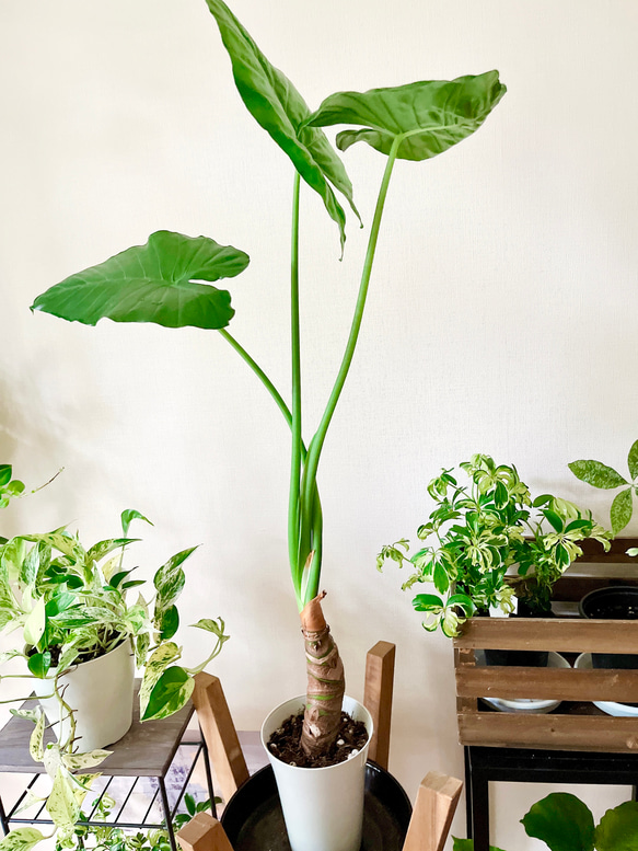現品発送】観葉植物 室内 クワズイモ 6号 その他インテリア雑貨 calm