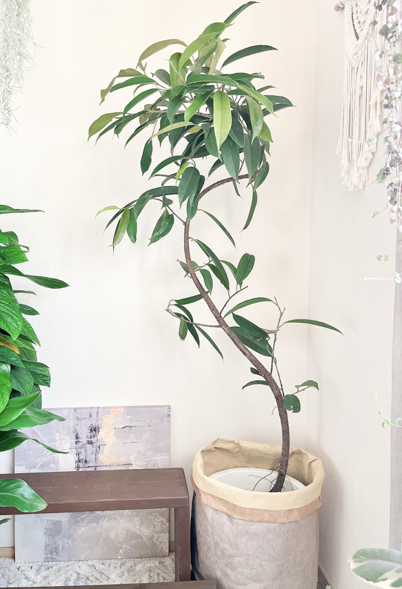 一点もの】高級観葉 アムステルダムキング 曲がり 大型 レア