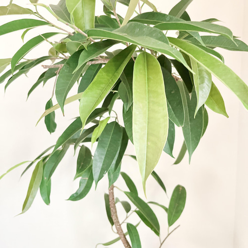 引き取り限定) アムステルダムキング 外鉢付き 180cm 引き取り