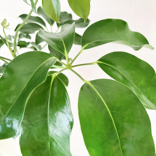 シェフレラ　レナータ　1【現品】☆希少☆ 観葉植物　室内　人気 cc74f9cda5007f665b56b194e9ee41