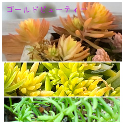 販売開始♡⃛＊多肉植物＊紅葉タイプ品種♡A＊カット苗 11枚目の画像