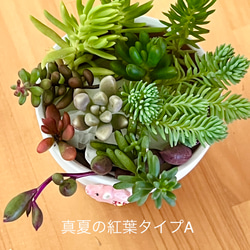 販売開始♡⃛＊多肉植物＊紅葉タイプ品種♡A＊カット苗 2枚目の画像