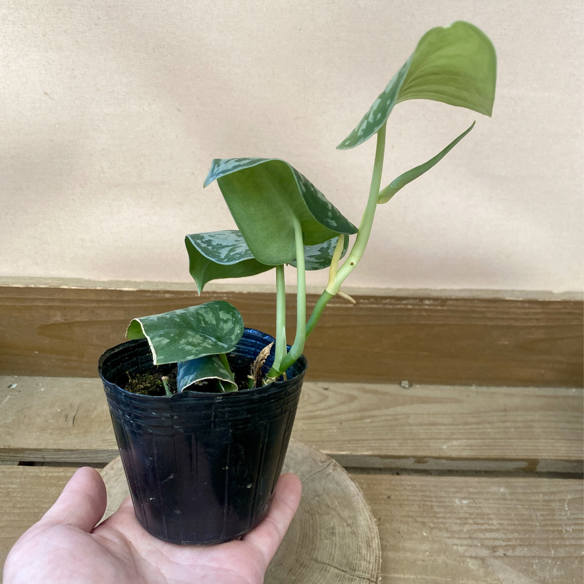 (専用出品)スキンダプサス　セット　C2 スキンダプサス セット 2 スキンダプサス セット C 【公式通販】