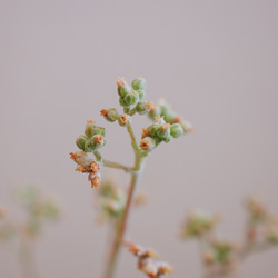 「クラッスラ 稚児姿」　デスクトップにちょうどいい観葉植物 10枚目の画像