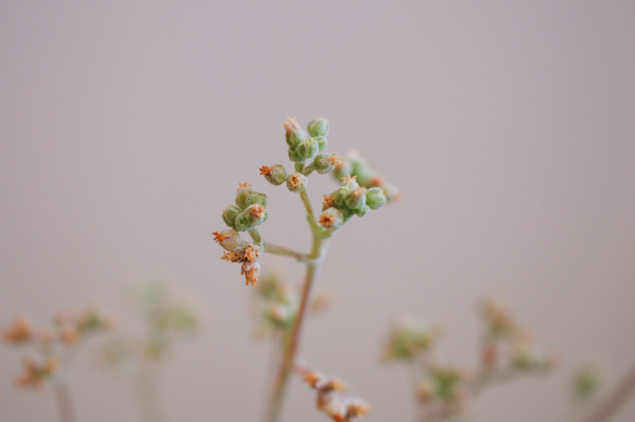 「クラッスラ 稚児姿」　デスクトップにちょうどいい観葉植物 10枚目の画像