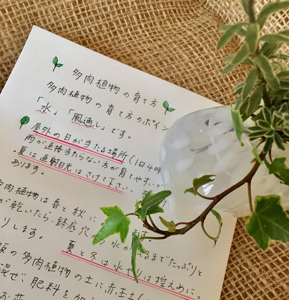 多肉カット苗♡大小もりもり寄せ植えセット♡速達送料込み 6枚目の画像