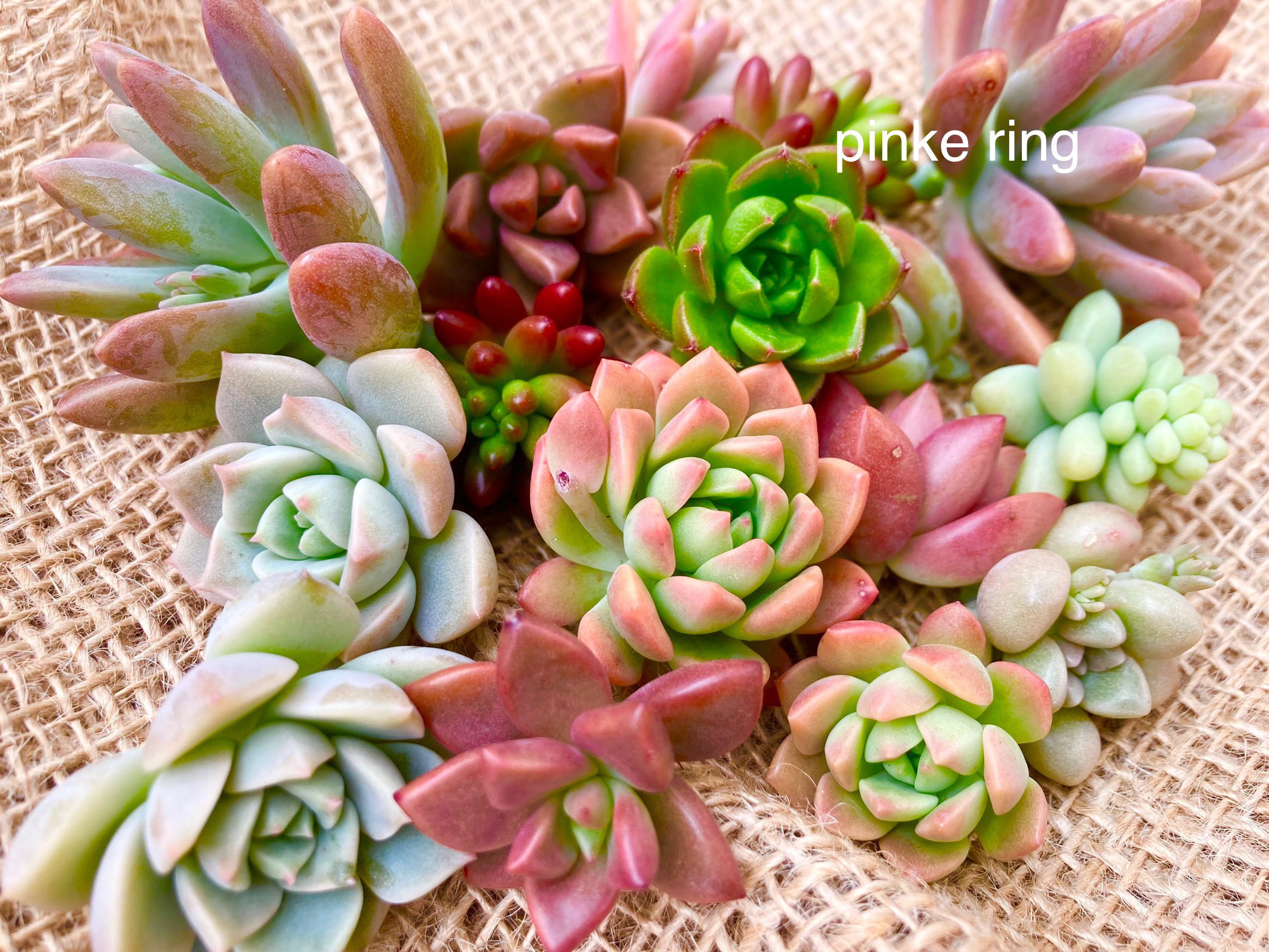 Dミニ苗大量セット✨多肉植物　エケベリア　カット苗　寄せ植えに！ ミニ苗大量セット✨多肉植物 エケベリア カット苗 寄せ植えに！