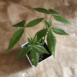 パキラ  ポット苗  カイエンナッツ 観葉植物 6枚目の画像