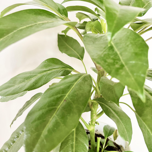 現品発送】観葉植物 新品種 シェフレラ アルファ 希少 送料込み