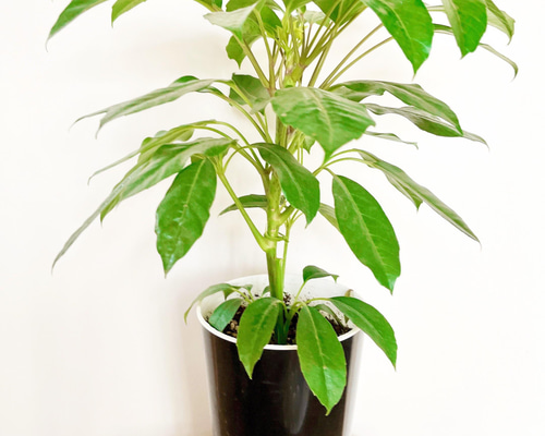 現品発送】観葉植物 新品種 シェフレラ アルファ 希少 送料込み その他