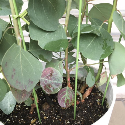 makoさん専用　　ポポラス　株立ち　336 ポポラス 株立ち 336 makoさん専用 ポポラス 株立ち 336 makoさん専用