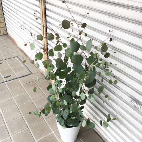 株立ち 大株 ユーカリ ポポラス 7号 その他インテリア雑貨 PLANTS